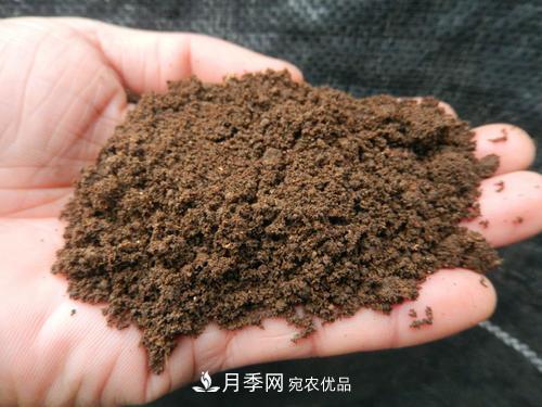 9月又到換盆時(shí)，盆里加點(diǎn)“特殊料”，怎么養都爆盆(圖1)