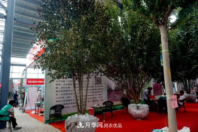 焦“綠”的苗木人，在山東昌邑園林花木會(huì )展上收獲了什么(圖4)