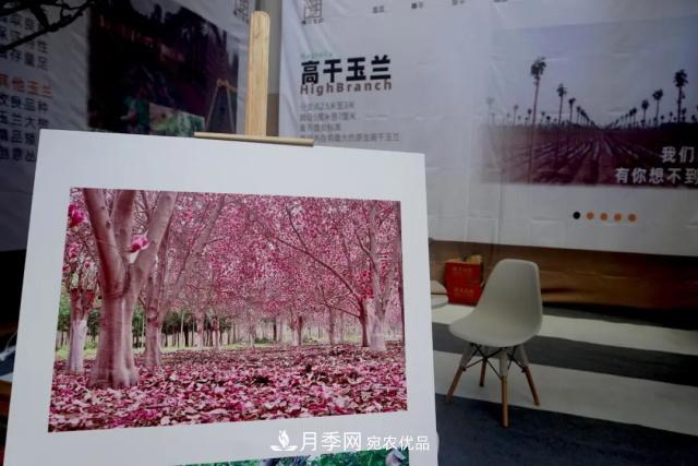 焦“綠”的苗木人，在山東昌邑園林花木會(huì )展上收獲了什么(圖2)