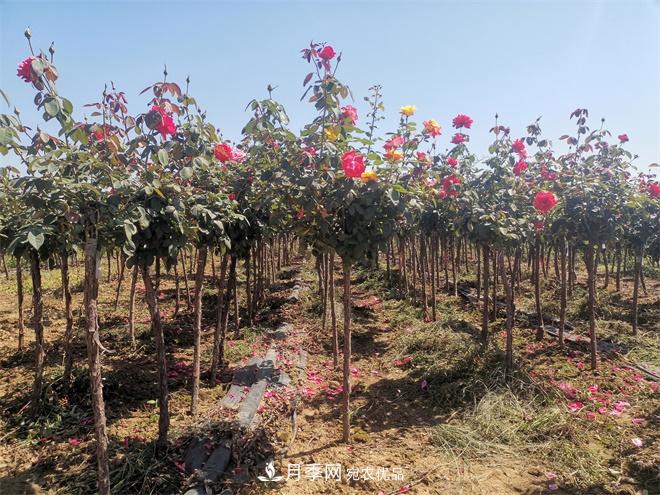 精品樹(shù)狀月季，月季樹(shù)，月季樹(shù)基地批發(fā)價(jià)格(圖1)
