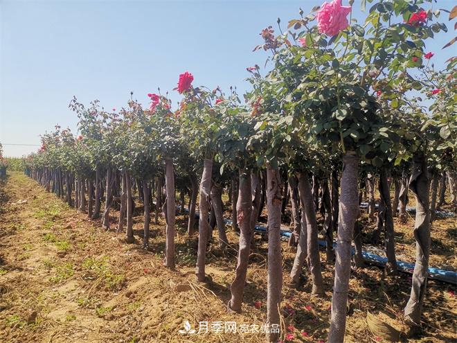 精品樹(shù)狀月季，月季樹(shù)，月季樹(shù)基地批發(fā)價(jià)格(圖3)
