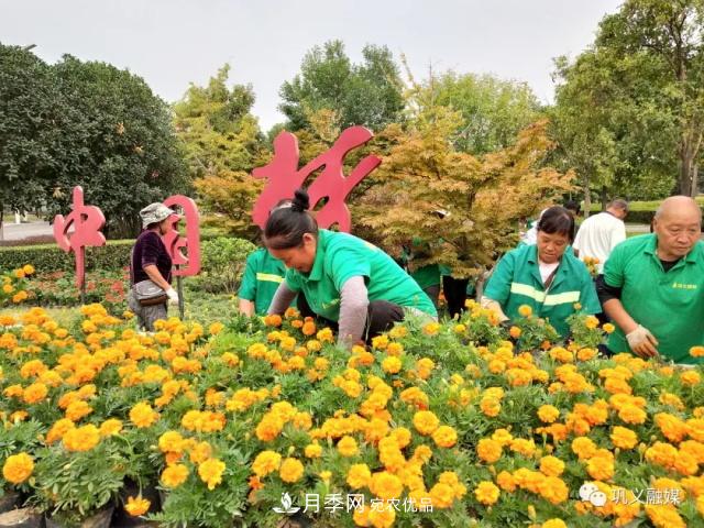 美！6萬(wàn)盆景觀(guān)花卉扮靚鄭州鞏義城區(圖1)