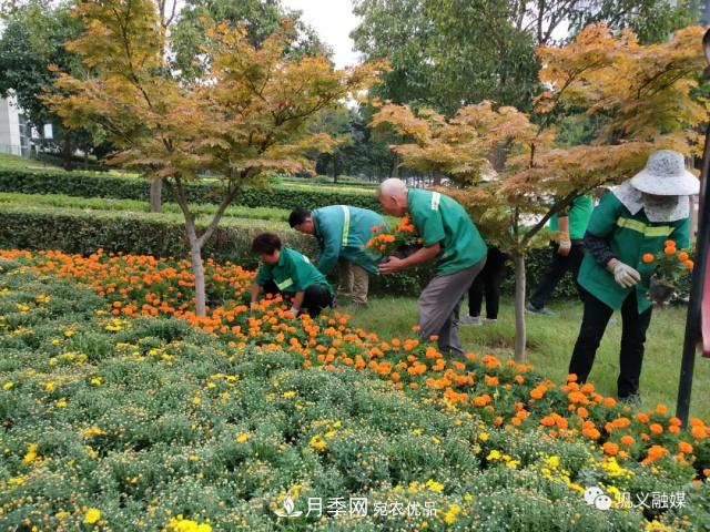 美！6萬(wàn)盆景觀(guān)花卉扮靚鄭州鞏義城區(圖4)