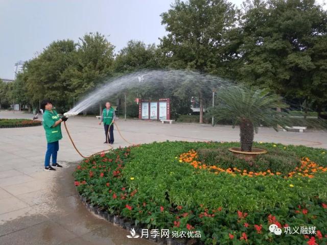 美！6萬(wàn)盆景觀(guān)花卉扮靚鄭州鞏義城區(圖5)