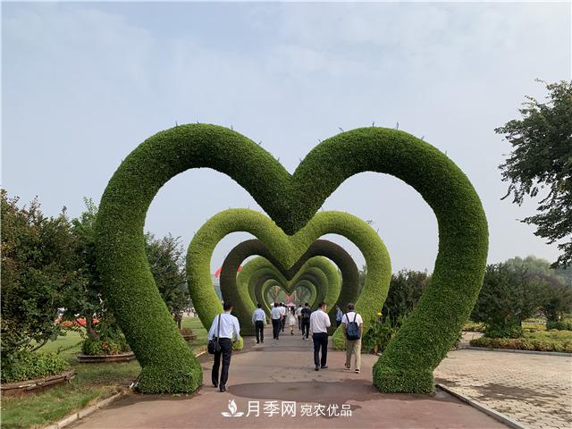 河南中原花木交易博覽會(huì ) 鄢陵云上花博會(huì )帶您云賞花(圖2)