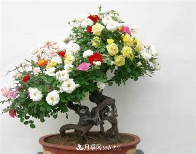 樹(shù)樁盆景月季四季施肥三要點(diǎn)(圖1)