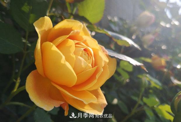 月季枝條折了怎么辦？別急著(zhù)剪，這么做救回來(lái)(圖1)