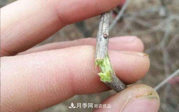 月季枝條折了怎么辦？別急著(zhù)剪，這么做救回來(lái)(圖2)