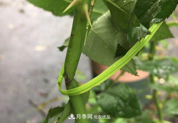 月季枝條折了怎么辦？別急著(zhù)剪，這么做救回來(lái)(圖3)