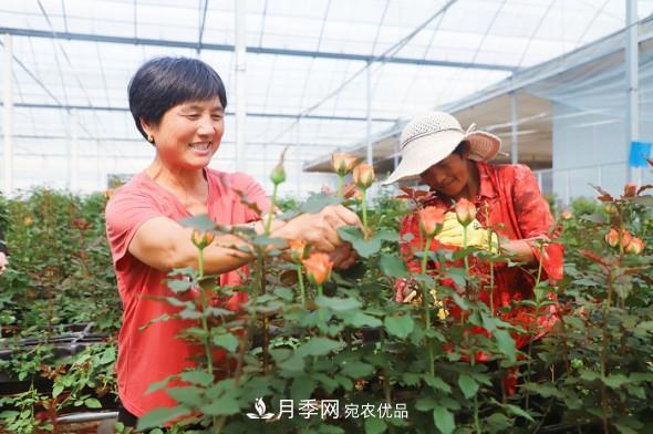 山東日照招賢玫瑰產(chǎn)業(yè)園：花海種下振興夢(mèng) 花香溢滿(mǎn)致富路(圖1)