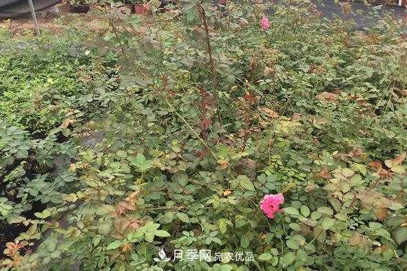 南陽(yáng)月季小苗的價(jià)格是多少呢？(圖1)