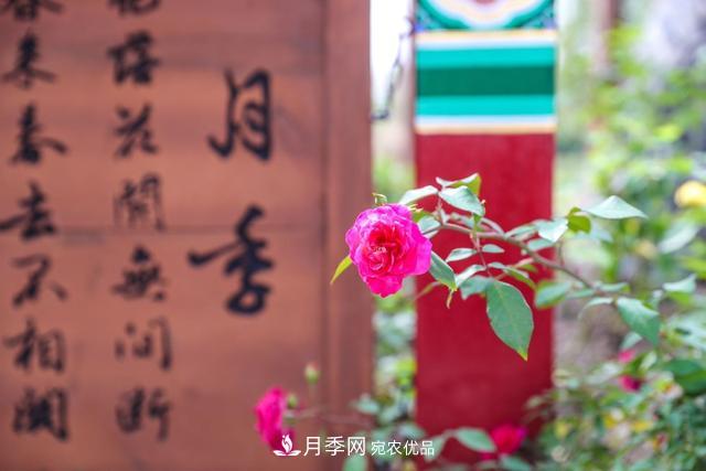 北京大興納波灣月季園新增33個(gè)主題園(相冊)(圖1)