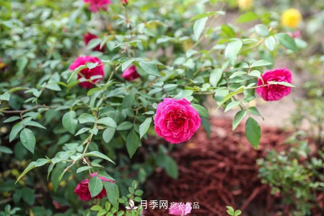 北京大興納波灣月季園新增33個(gè)主題園(相冊)(圖5)
