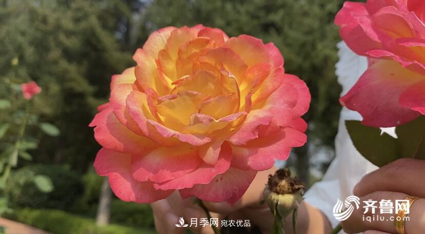 山東濟南網(wǎng)紅打卡地！帶您看姹紫嫣紅的月季花海(圖2)