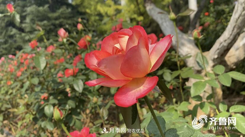 山東濟南網(wǎng)紅打卡地！帶您看姹紫嫣紅的月季花海(圖4)