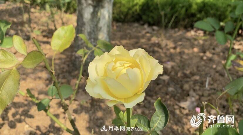 山東濟南網(wǎng)紅打卡地！帶您看姹紫嫣紅的月季花海(圖5)
