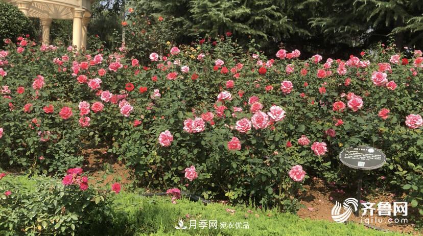 山東濟南網(wǎng)紅打卡地！帶您看姹紫嫣紅的月季花海(圖6)