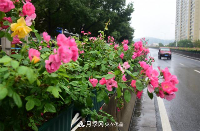 浙江建德新安江城區月季綻放 扮靚大美市容(圖1)