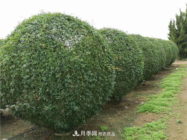 南陽(yáng)造型月季價(jià)格表(圖3)