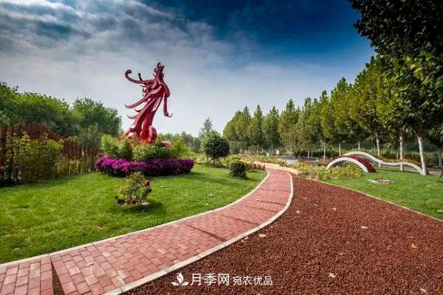 北京大興魏善莊月季小鎮千余種月季進(jìn)入盛花期，這個(gè)十一等您來(lái)(圖2)