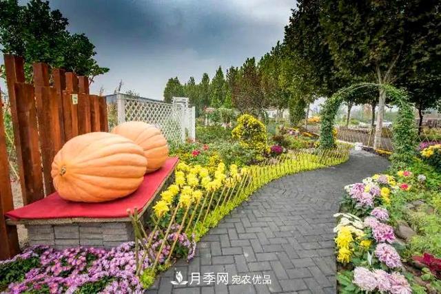北京大興魏善莊月季小鎮千余種月季進(jìn)入盛花期，這個(gè)十一等您來(lái)(圖3)