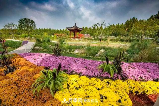 北京大興魏善莊月季小鎮千余種月季進(jìn)入盛花期，這個(gè)十一等您來(lái)(圖4)