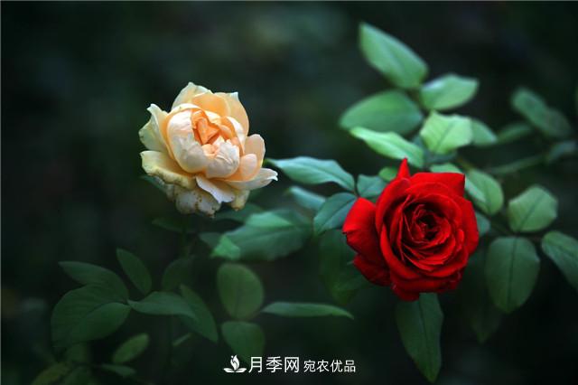 秋天種月季要注意四個(gè)問(wèn)題，否則難養好(圖2)
