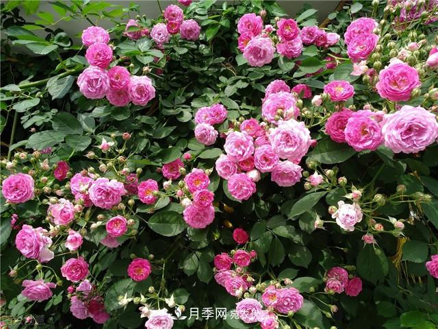 秋天種月季要注意四個(gè)問(wèn)題，否則難養好(圖3)