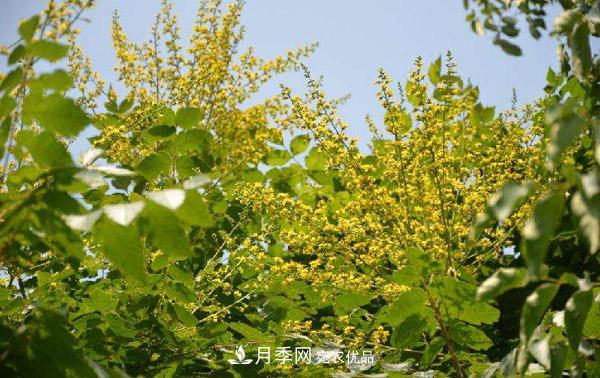 南陽(yáng)苗木：復羽葉欒樹(shù)與欒樹(shù)區別(圖2)