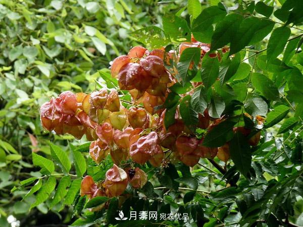 南陽(yáng)苗木：復羽葉欒樹(shù)與欒樹(shù)區別(圖1)