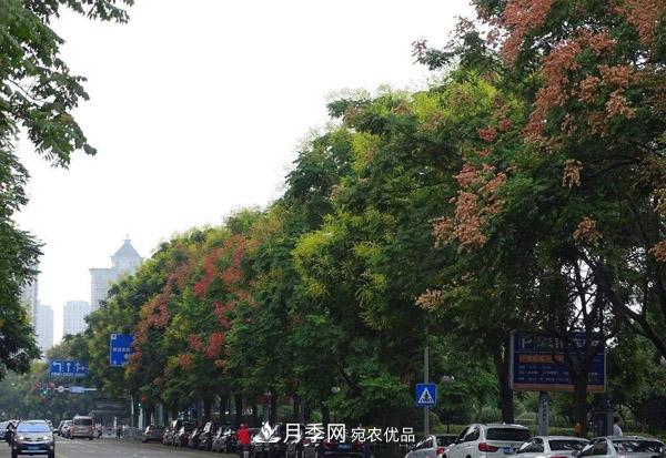南陽(yáng)苗木：復羽葉欒樹(shù)與欒樹(shù)區別(圖3)