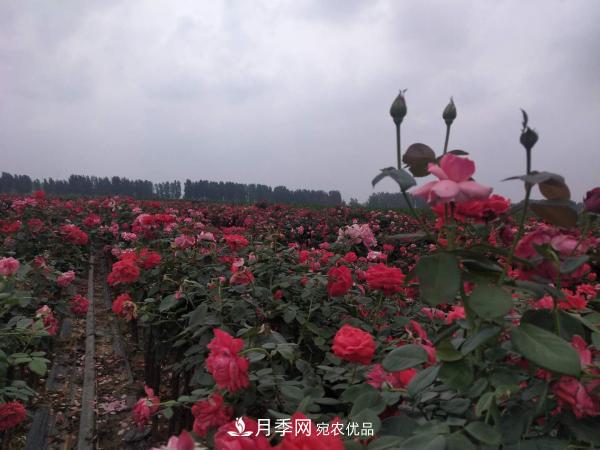 河南方城博望鎮：走穩月季“生態(tài)+特色”的現代化農業(yè)之路(圖1)