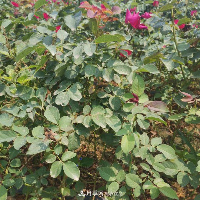 月季苗，月季花，品種齊全暢銷(xiāo)全國市花城市(圖1)