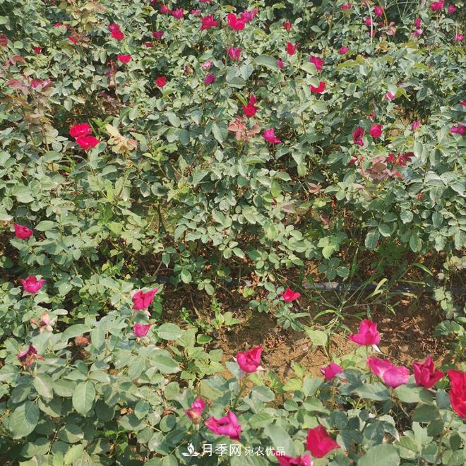月季苗，月季花，品種齊全暢銷(xiāo)全國市花城市(圖2)
