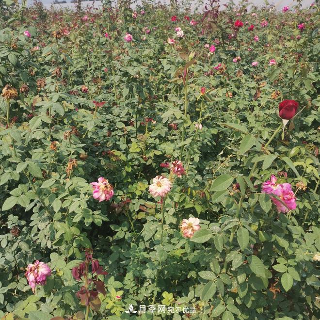 月季苗，月季花，品種齊全暢銷(xiāo)全國市花城市(圖3)