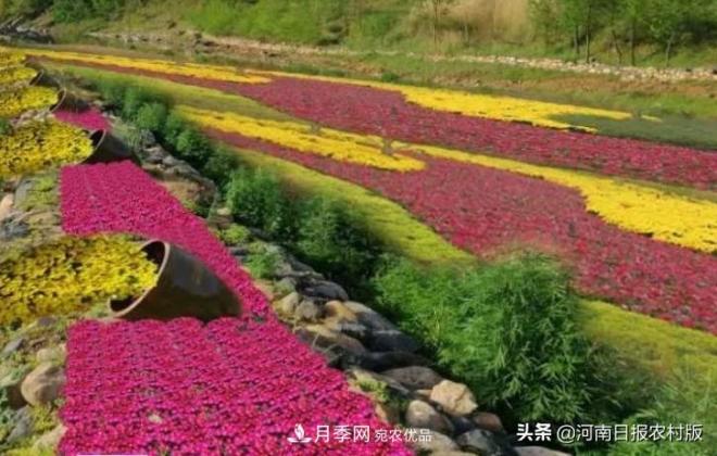 河南省汝陽(yáng)縣付店鎮“伏牛山**屆高山菊花節”精彩亮相(圖1)