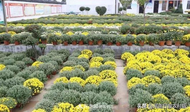 河南省汝陽(yáng)縣付店鎮“伏牛山**屆高山菊花節”精彩亮相(圖2)