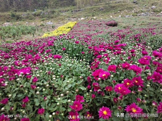 河南省汝陽(yáng)縣付店鎮“伏牛山**屆高山菊花節”精彩亮相(圖3)