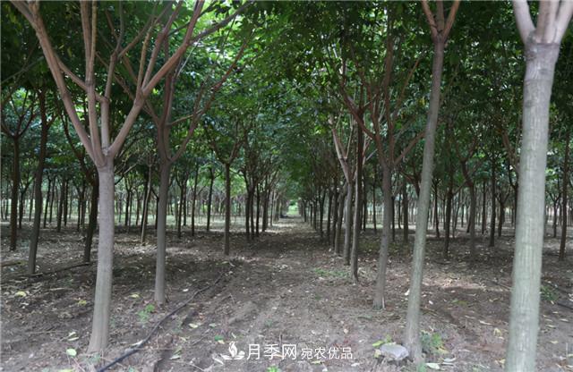 園林綠化設計中暴火的鄉土樹(shù)種櫸樹(shù)，是什么來(lái)頭？(圖1)