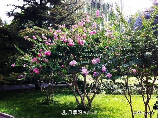 苗木市場(chǎng)已經(jīng)變了，法桐、國槐、欒樹(shù)、樸樹(shù)行情還行不行？(圖2)