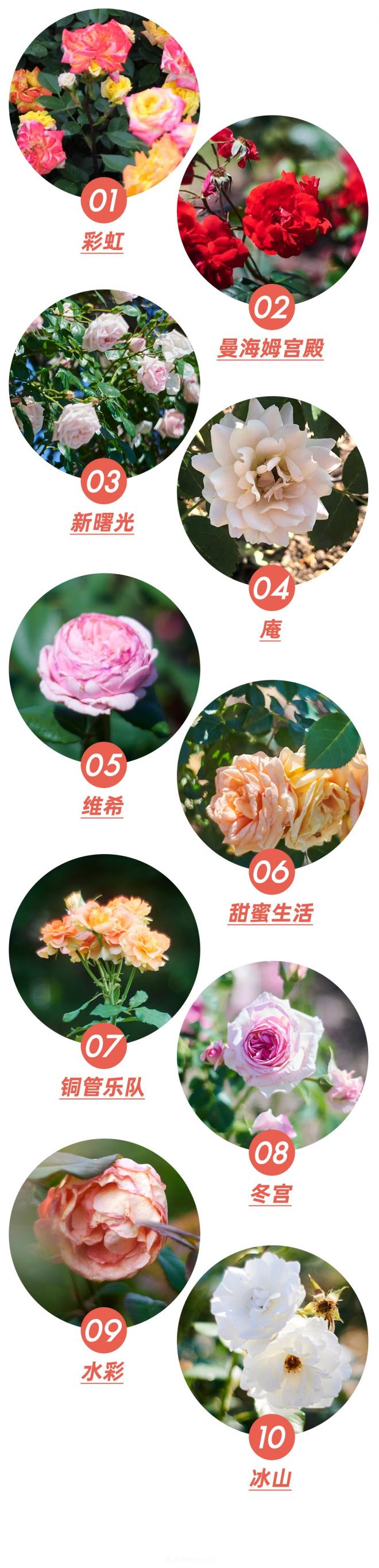 陳丹燕：不能旅行的日子，她開(kāi)始與月季對話(huà)(圖9)