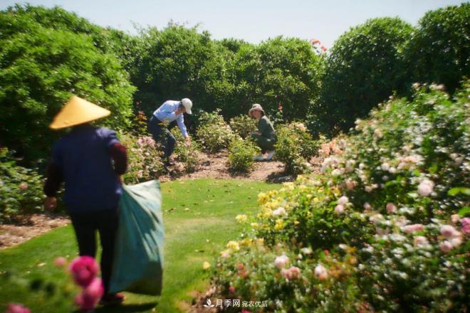 陳丹燕：不能旅行的日子，她開(kāi)始與月季對話(huà)(圖12)