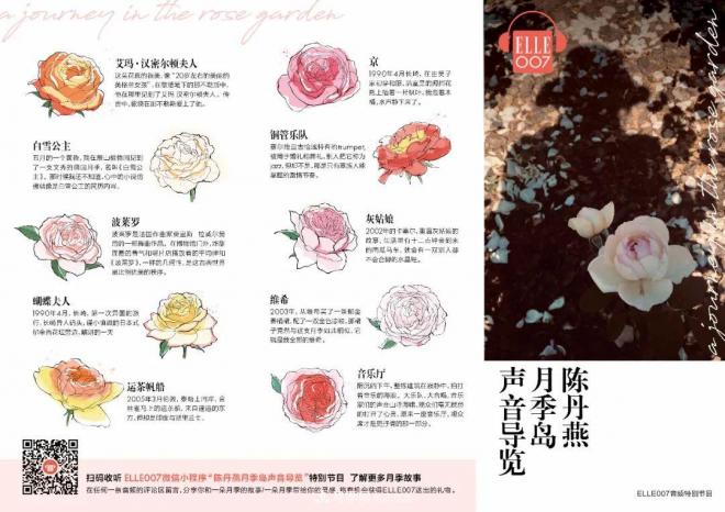陳丹燕：不能旅行的日子，她開(kāi)始與月季對話(huà)(圖14)