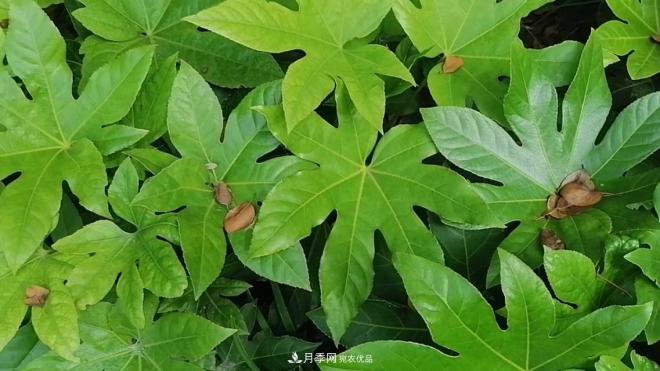十二種易養的花木(圖9)