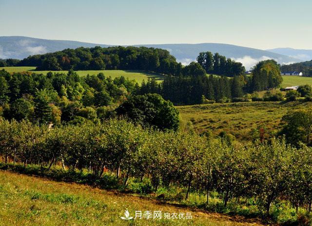 經(jīng)濟價(jià)值較高，適合在農田種植的苗木有哪些？(圖2)