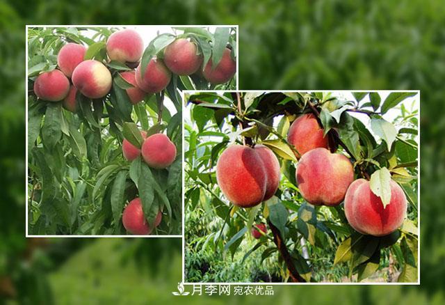 南陽(yáng)陸營(yíng)桃樹(shù)苗基地栽植易成活，好管理，季節選擇***重要！(圖1)