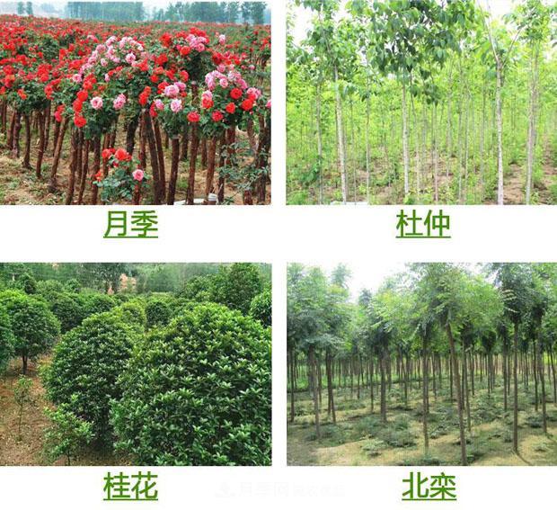 栽種小苗木，掌握4個(gè)技術(shù)要領(lǐng)，來(lái)年小樹(shù)定會(huì )順利開(kāi)花結果(圖1)