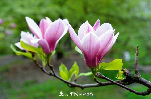 南陽(yáng)玉蘭基地養殖辦法，植株枝繁葉茂開(kāi)花多(圖1)