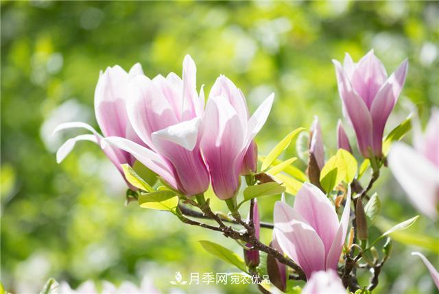 南陽(yáng)玉蘭基地養殖辦法，植株枝繁葉茂開(kāi)花多(圖2)