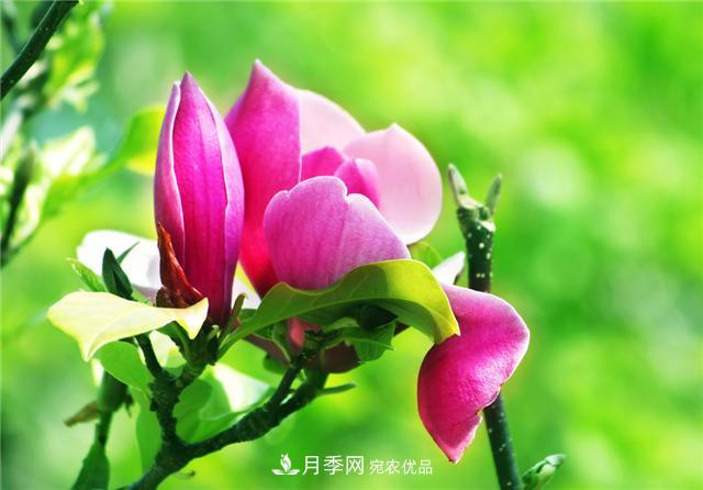 南陽(yáng)玉蘭基地養殖辦法，植株枝繁葉茂開(kāi)花多(圖3)